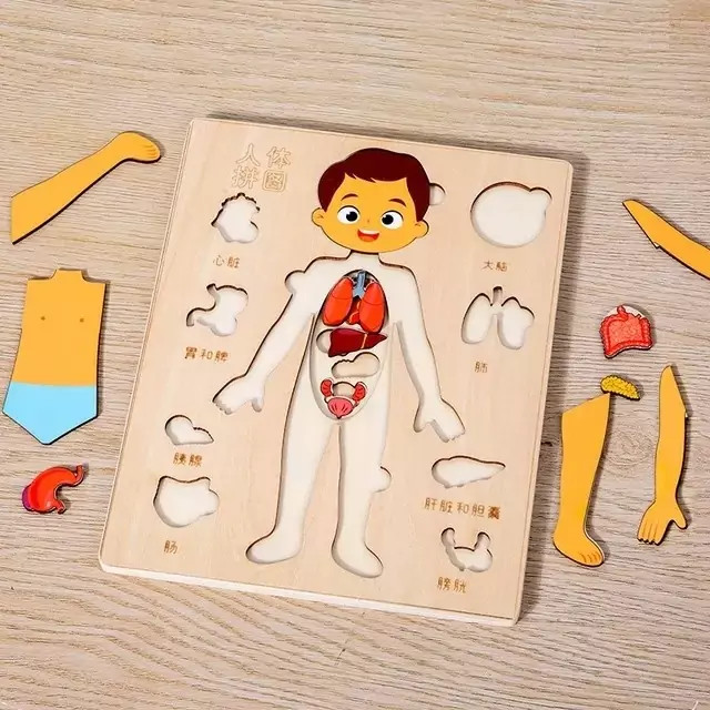 پازل آناتومی بدن چوبی