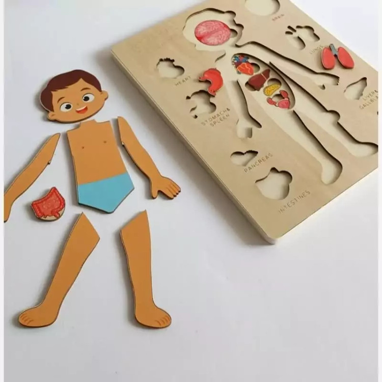 پازل آناتومی بدن چوبی