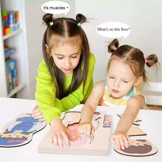 جورچین چوبی آناتومی بدن